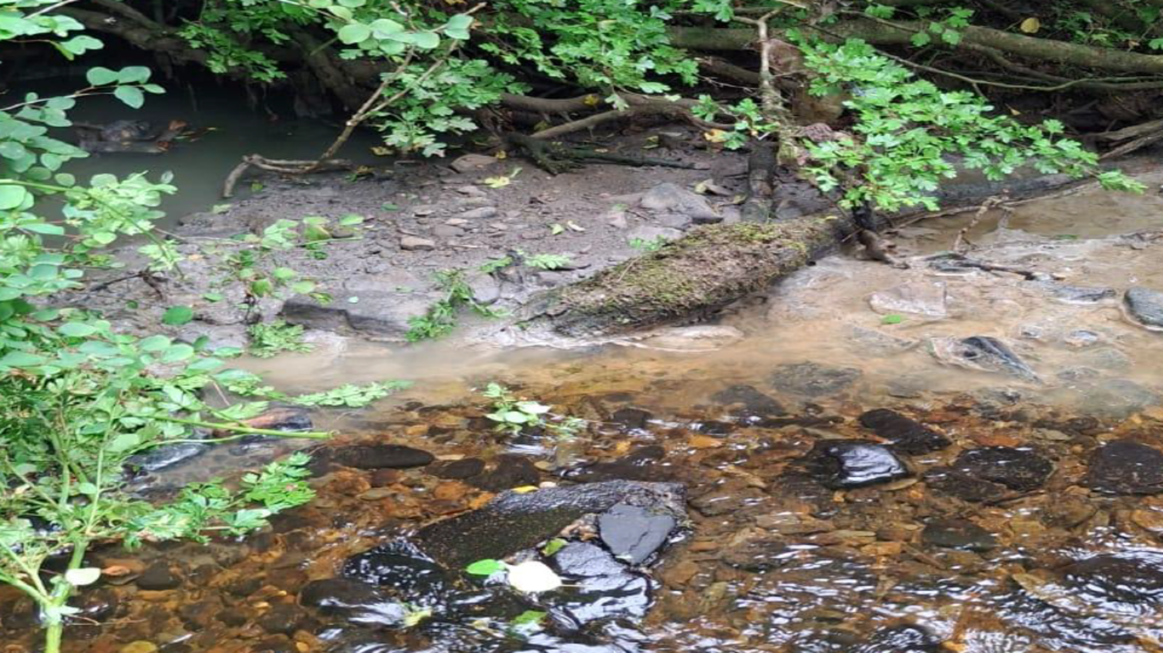 Kerry community comes together to battle rural decline with self-started wastewater project